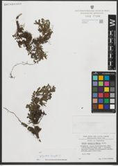 Foto von Salix serpyllifolia Scop.